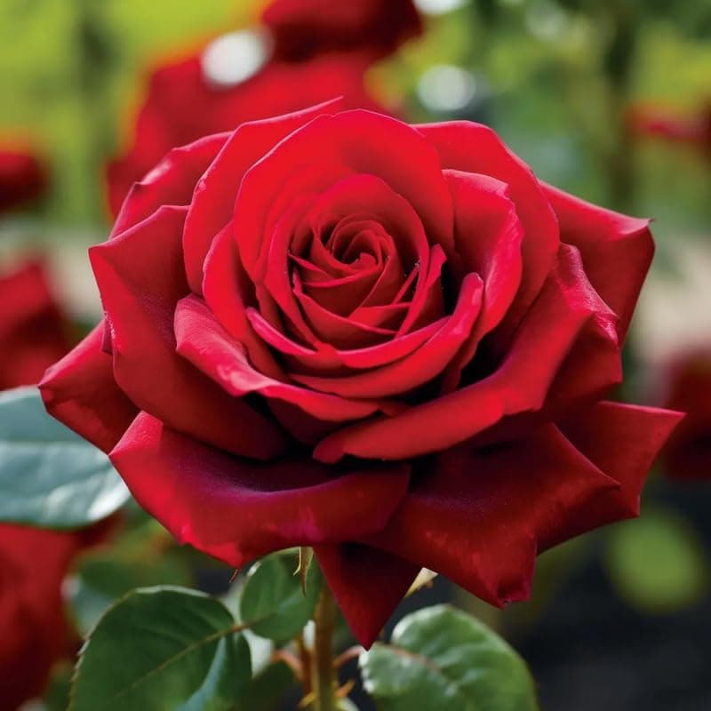 rose-flower-plant-image