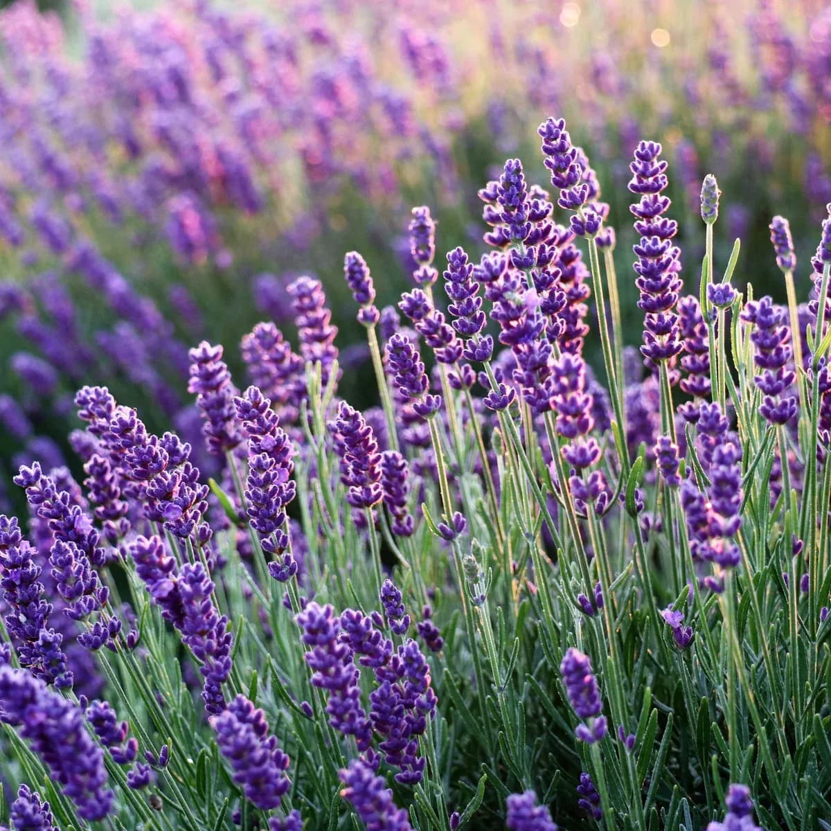lavender-plant-image
