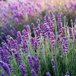 lavender-plant-image