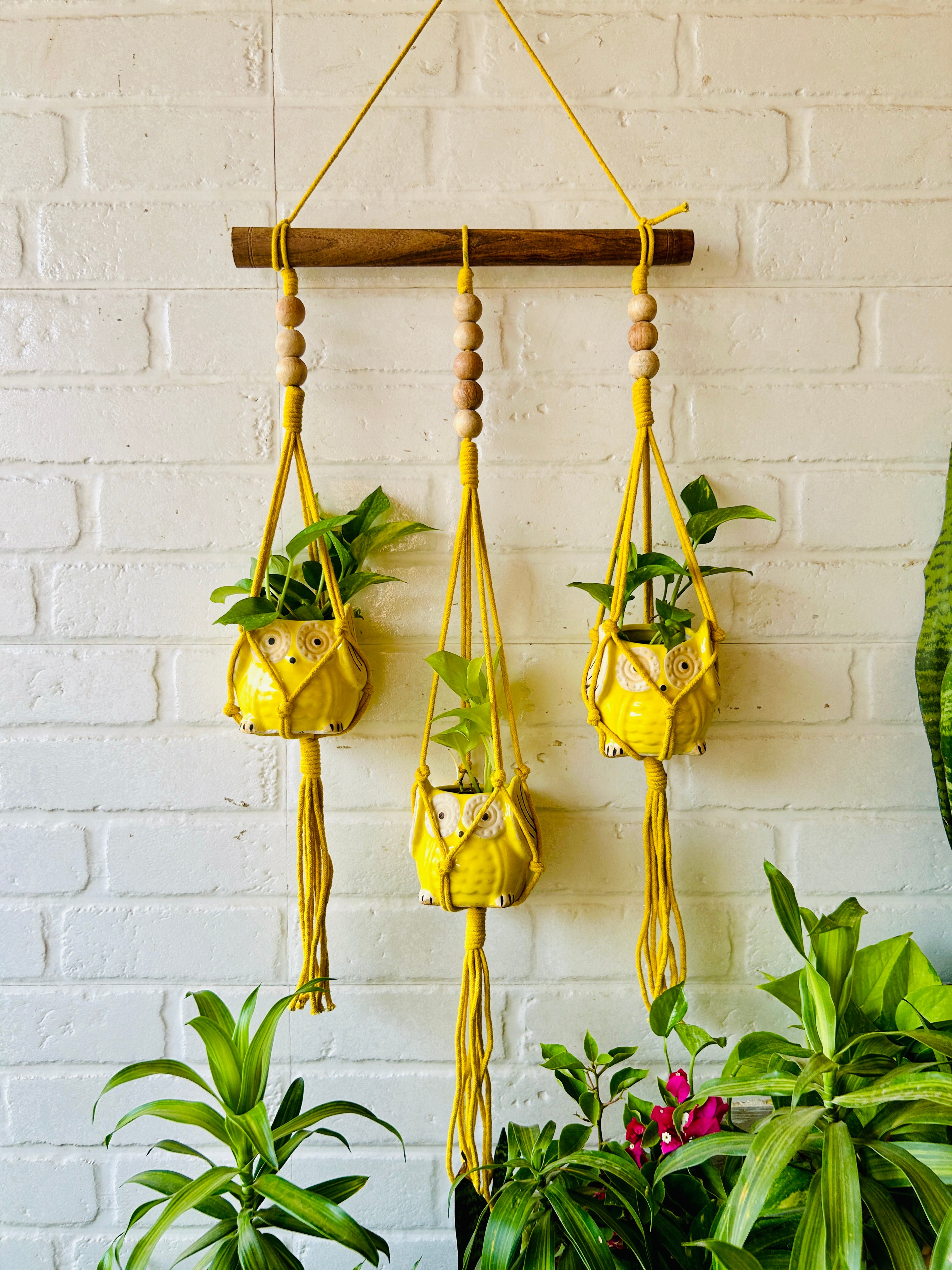plant-category-Hanging Planters