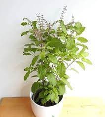 tulsi-plant-image
